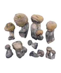 Black Panther Magic Mushrooms for sale in San Francisco online delivery, Buy Black Panther Magic Mushrooms in San Francisco