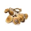 Buy B+ Magic Mushrooms