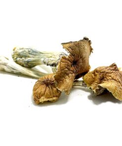 Buy Ecuadorian Mushrooms for sale San Francisco