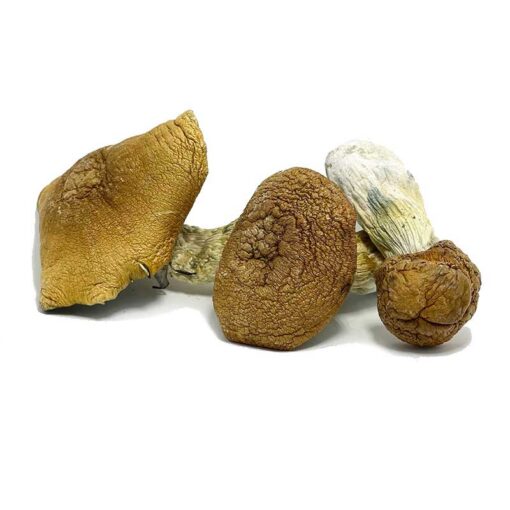 King Kong Magic Mushrooms for sale in San Francisco online delivery, Buy King Kong Magic Mushrooms in San Francisco