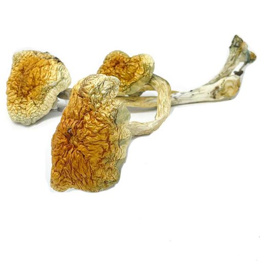 Mckennaii Magic Mushrooms for sale in San Francisco online delivery, Buy Mckennaii Magic Mushrooms in San Francisco