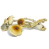 Nepal Chitwan Magic Mushrooms for sale in San Francisco