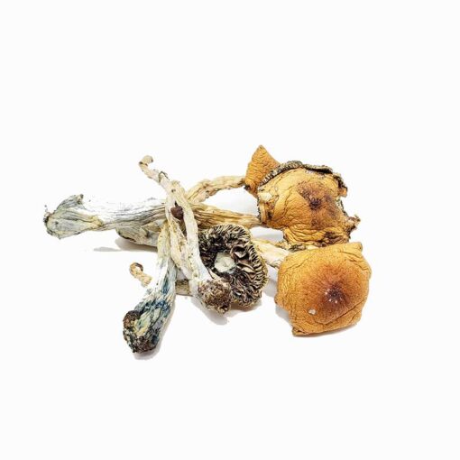 Puerto Rican Cubensis Magic Mushrooms for sale in San Francisco, Buy Puerto Rican Magic Mushrooms online San Francisco